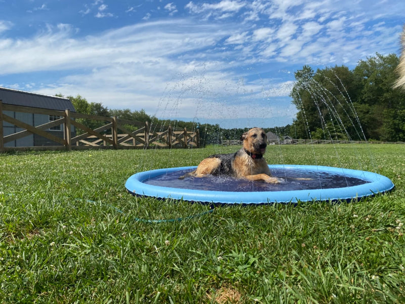 Dog Splash Pad