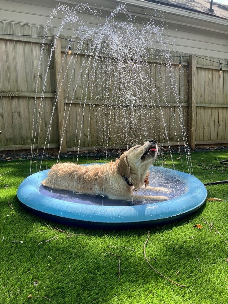 Dog Splash Pad